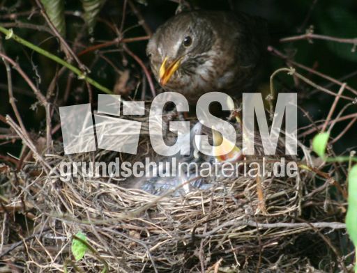 Amsel-3-Tag-5.jpg